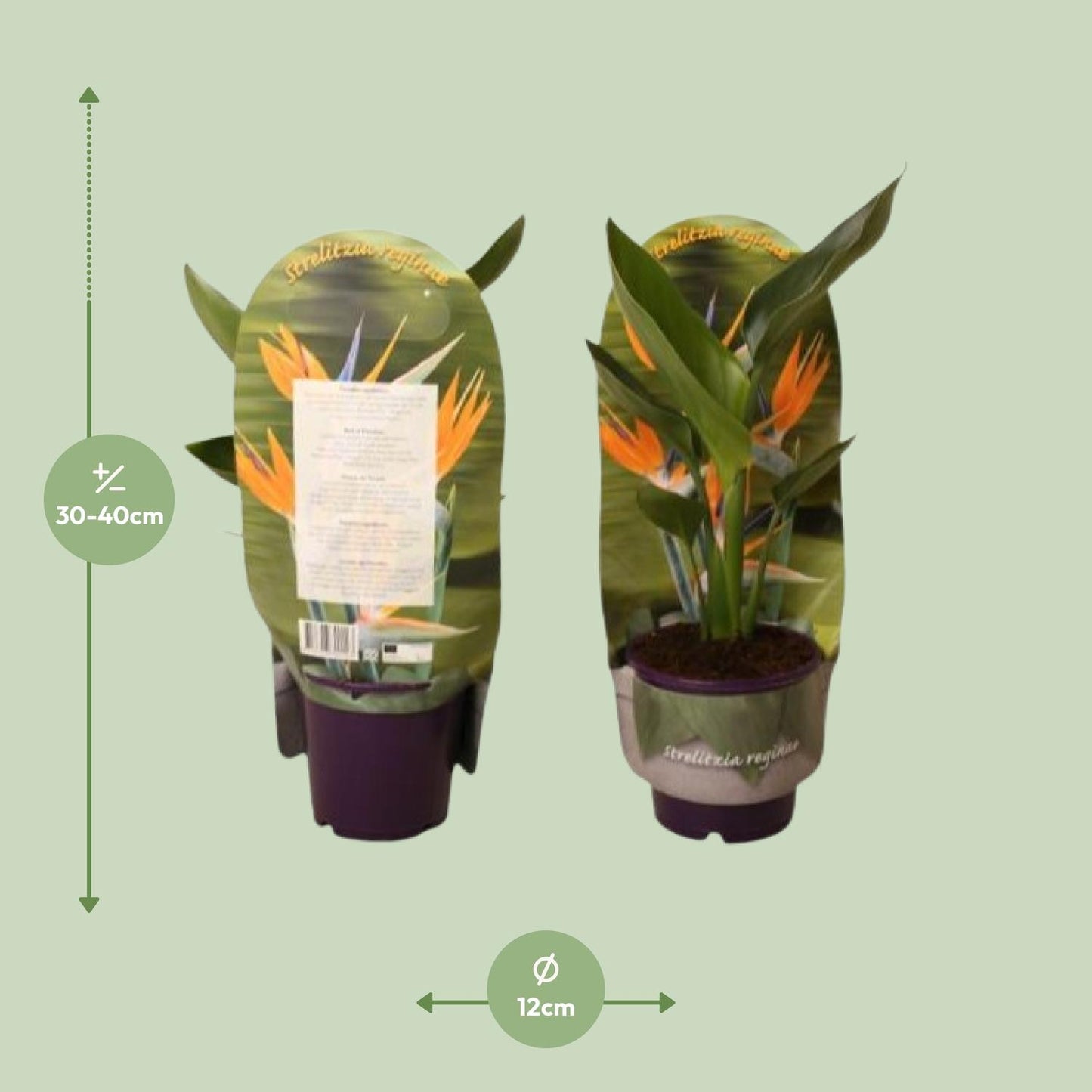 Strelitzia Reginae – Paradiesvogelblume Ø12cm, Höhe 40cm