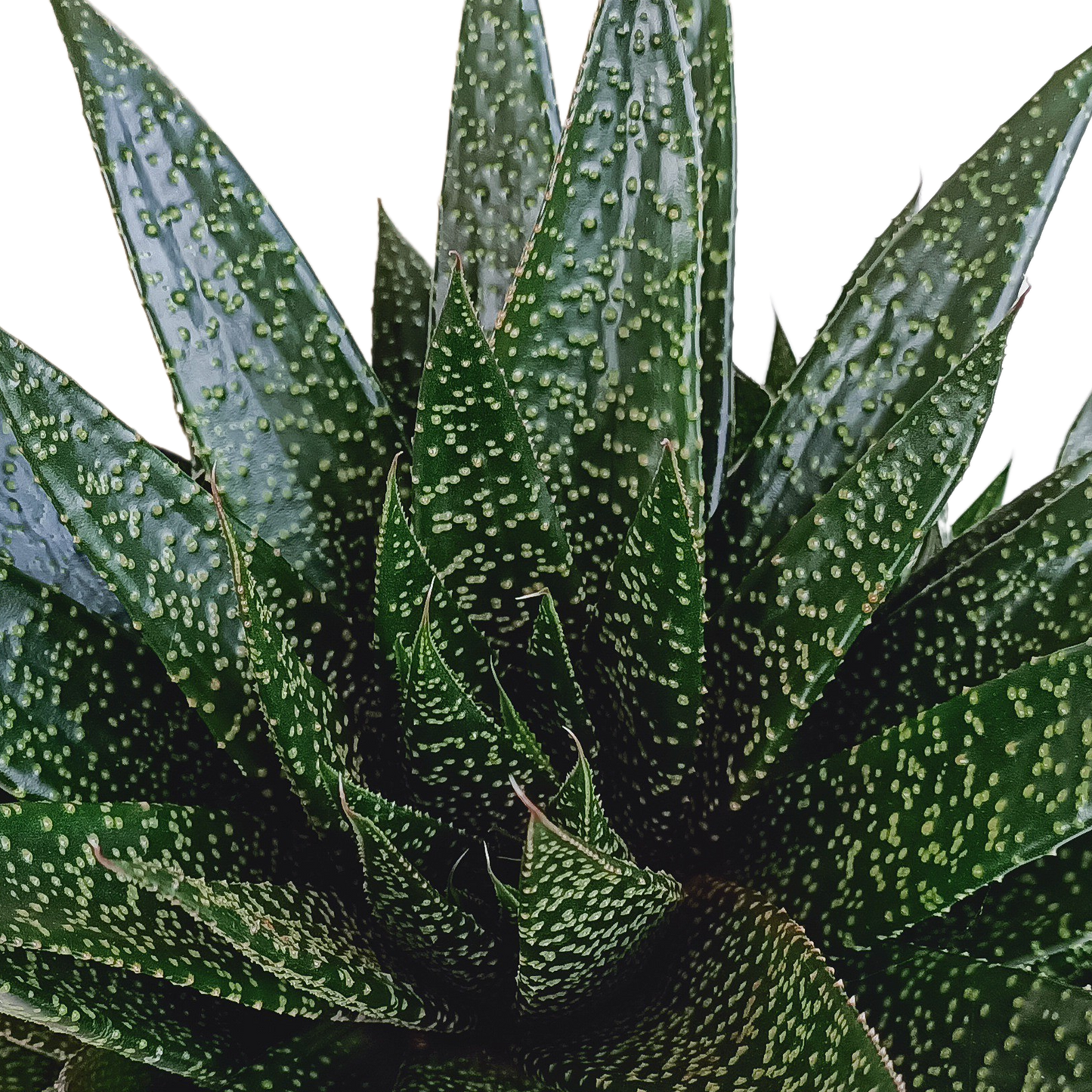Gasteria 'd Due – Pflegeleichte Zimmerpflanze 17 cm