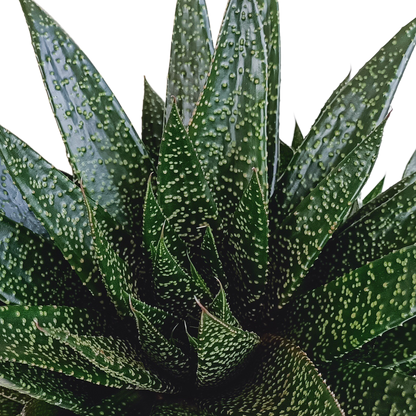 Gasteria 'd Due – Pflegeleichte Zimmerpflanze 17 cm