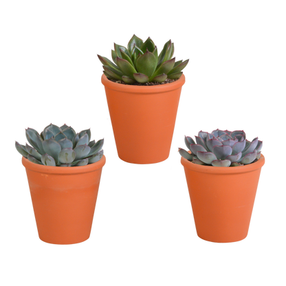 Echeveria-Mischung 3er Set im Terrakotta-Topf 8,5 cm