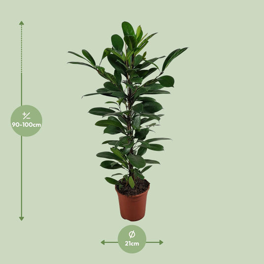 Ficus Cyathistipula – Pflegeleichte, luftreinigende Zimmerpflanze Ø21cm