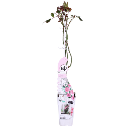 3x Kletterrose Rosa Crazy in Love 'Pink' – 65 cm, Ø15 cm