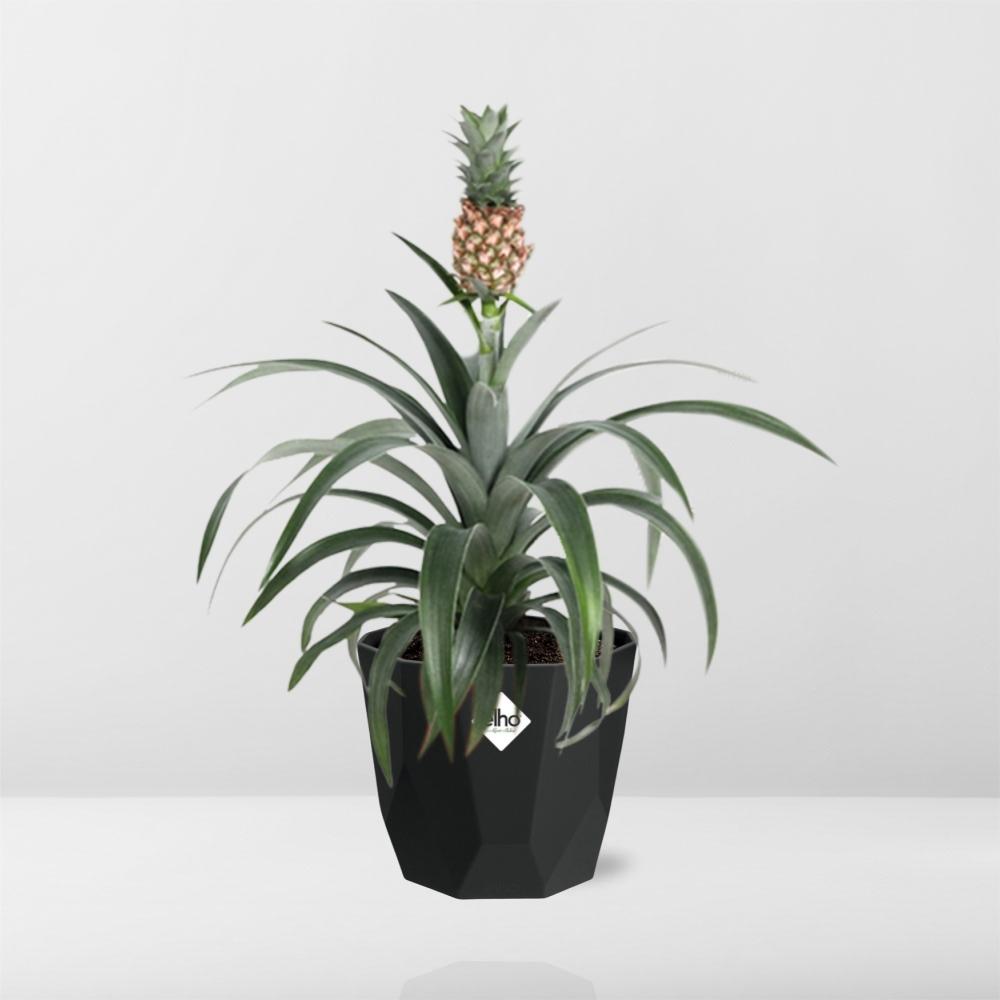 Ananas Mi Amigo – Tropische Zierpflanze 14 cm Topf