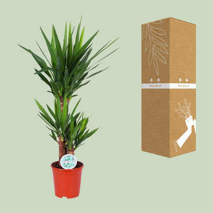 Yucca Elephantipes – Pflegeleichte Eleganz Ø21cm, 90cm hoch