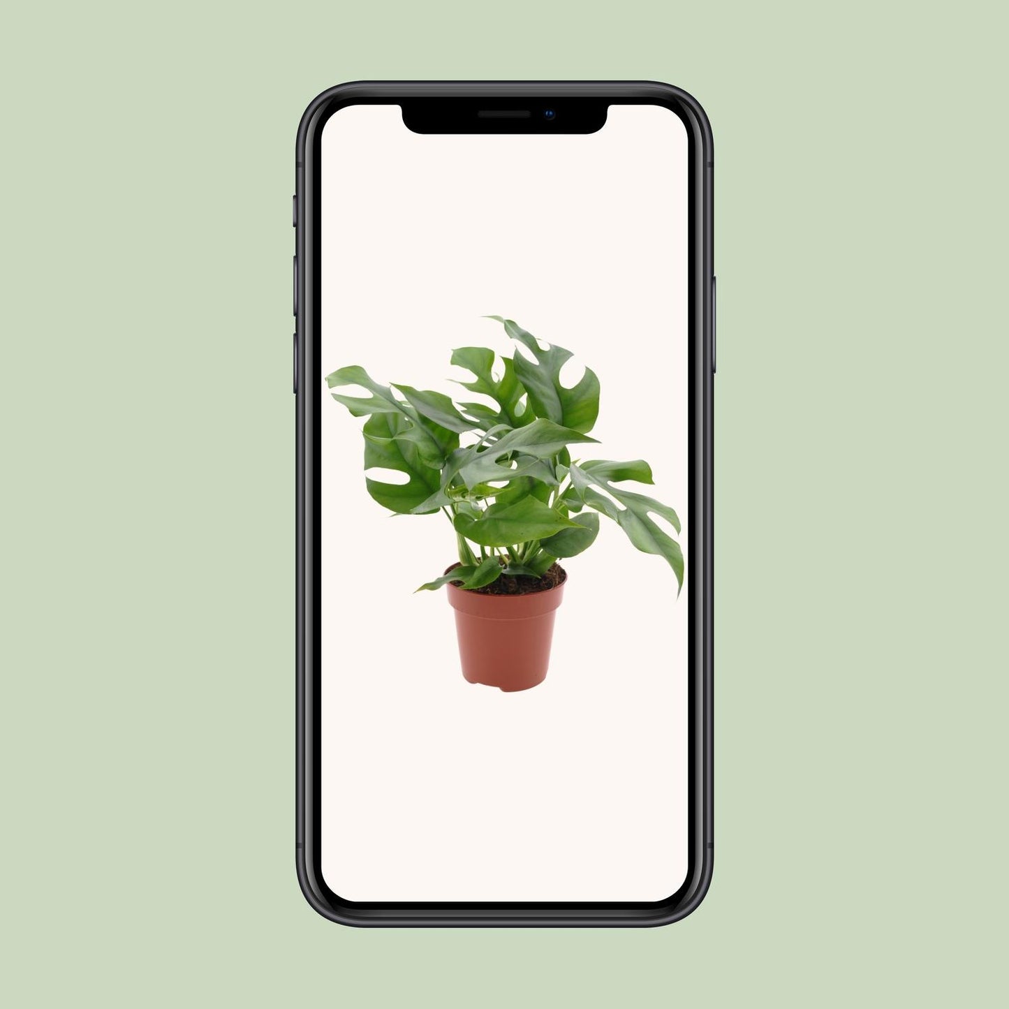 Monstera Minima Ø12cm – Pflegeleichte Zimmerpflanze