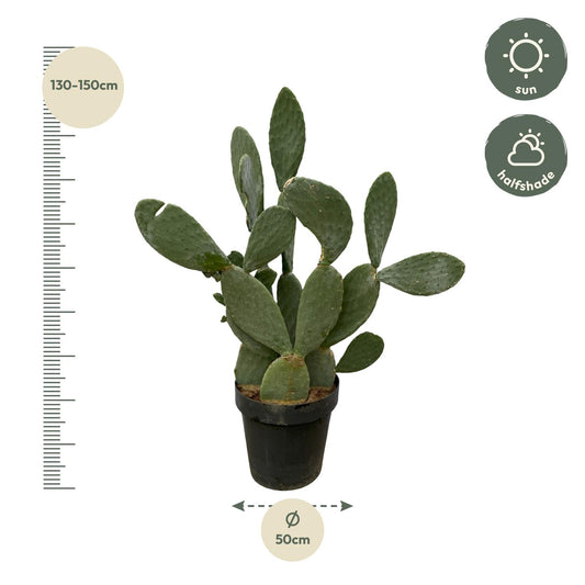 Opuntia Ficus Indica Kaktus – 120 cm, Ø 50 cm