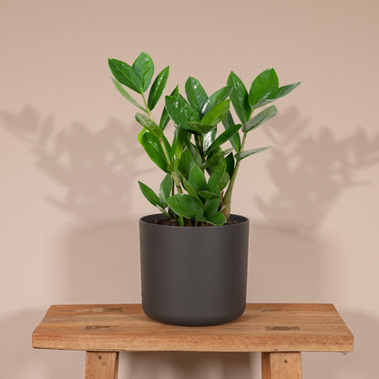 Zamioculcas Zimmerpflanze Ø12cm, 35cm hoch – Pflegeleicht & Robust