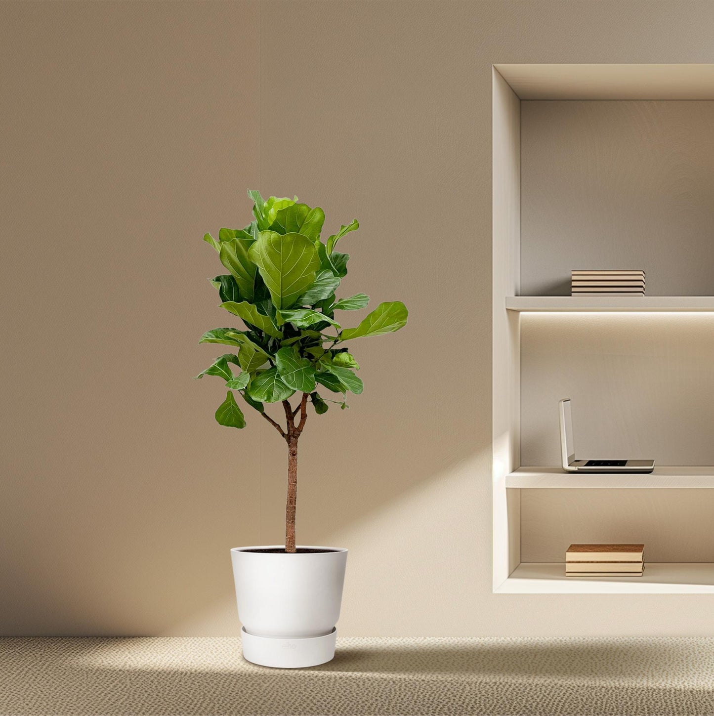 Ficus Lyrata (Geigenfeige) – 170 cm, Ø 30 cm, pflegeleicht