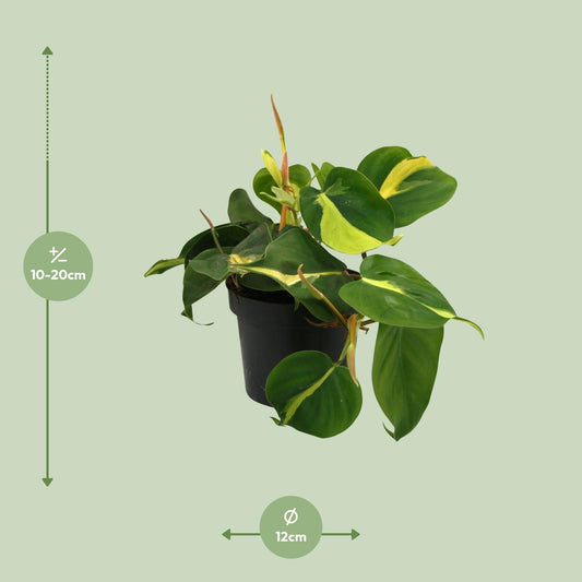 Lophospermum Brasil Scandens – Pflegeleichte Kletterpflanze Ø12cm