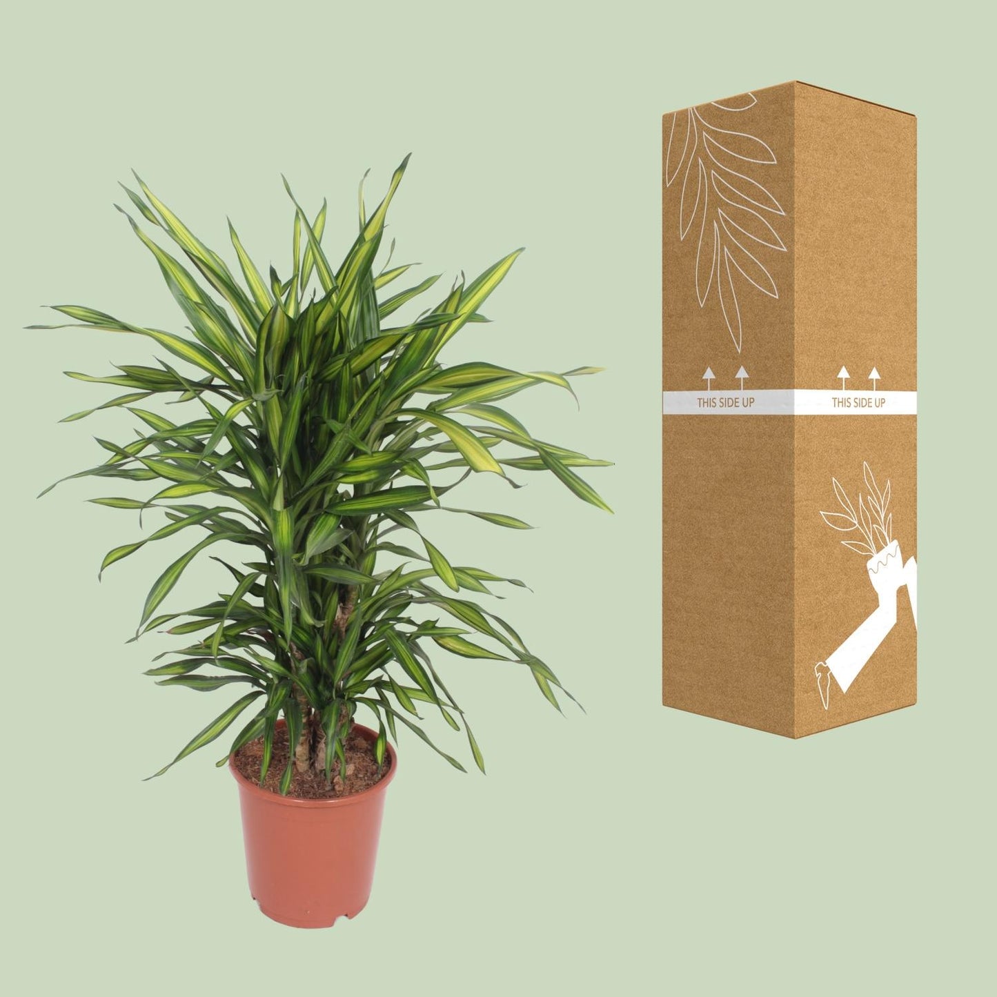 Dracaena Fragrans Riki – Pflegeleichter Drachenbaum Ø24cm