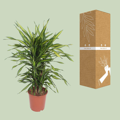 Dracaena Fragrans Riki – Pflegeleichter Drachenbaum Ø24cm