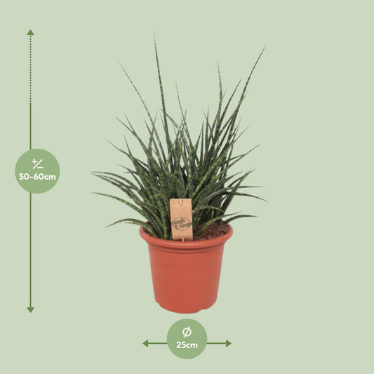 Sansevieria Fernwood Punk – Pflegeleichte Schwiegermutterzunge 60 cm