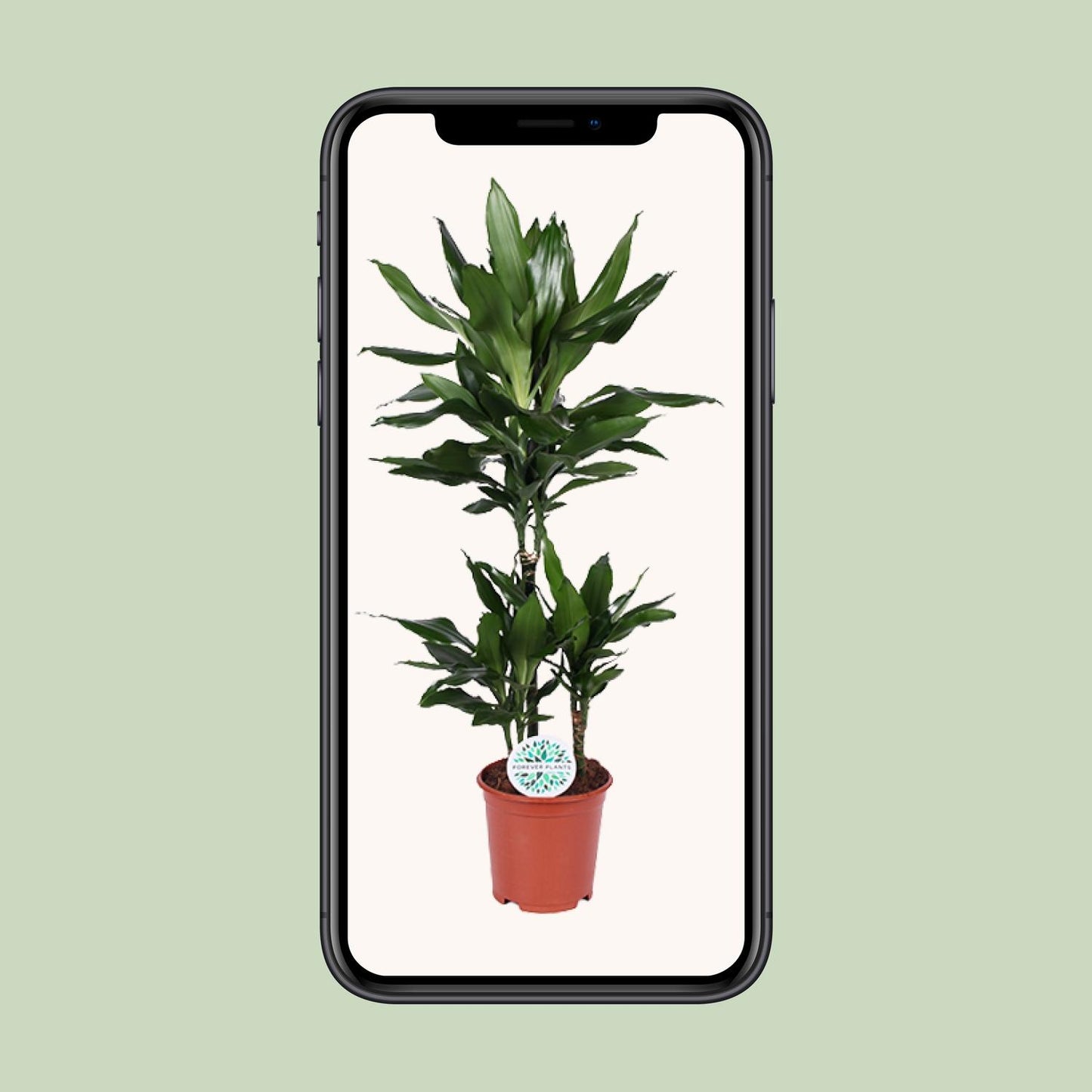 Dracaena Janet Lind – pflegeleichter Drachenbaum Ø21cm, 90cm hoch
