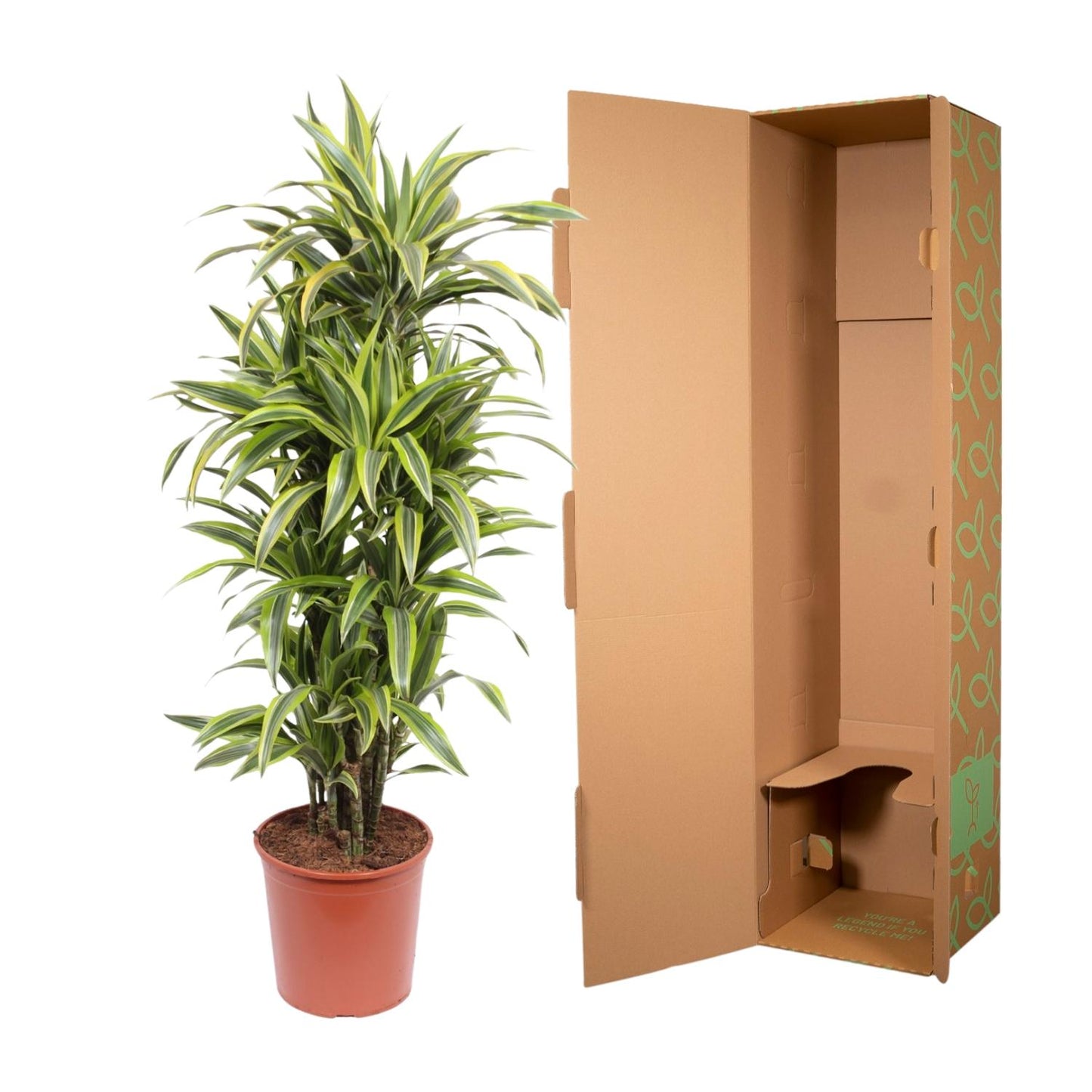 Dracaena Lemon Lime – 150 cm pflegeleichte Zimmerpflanze