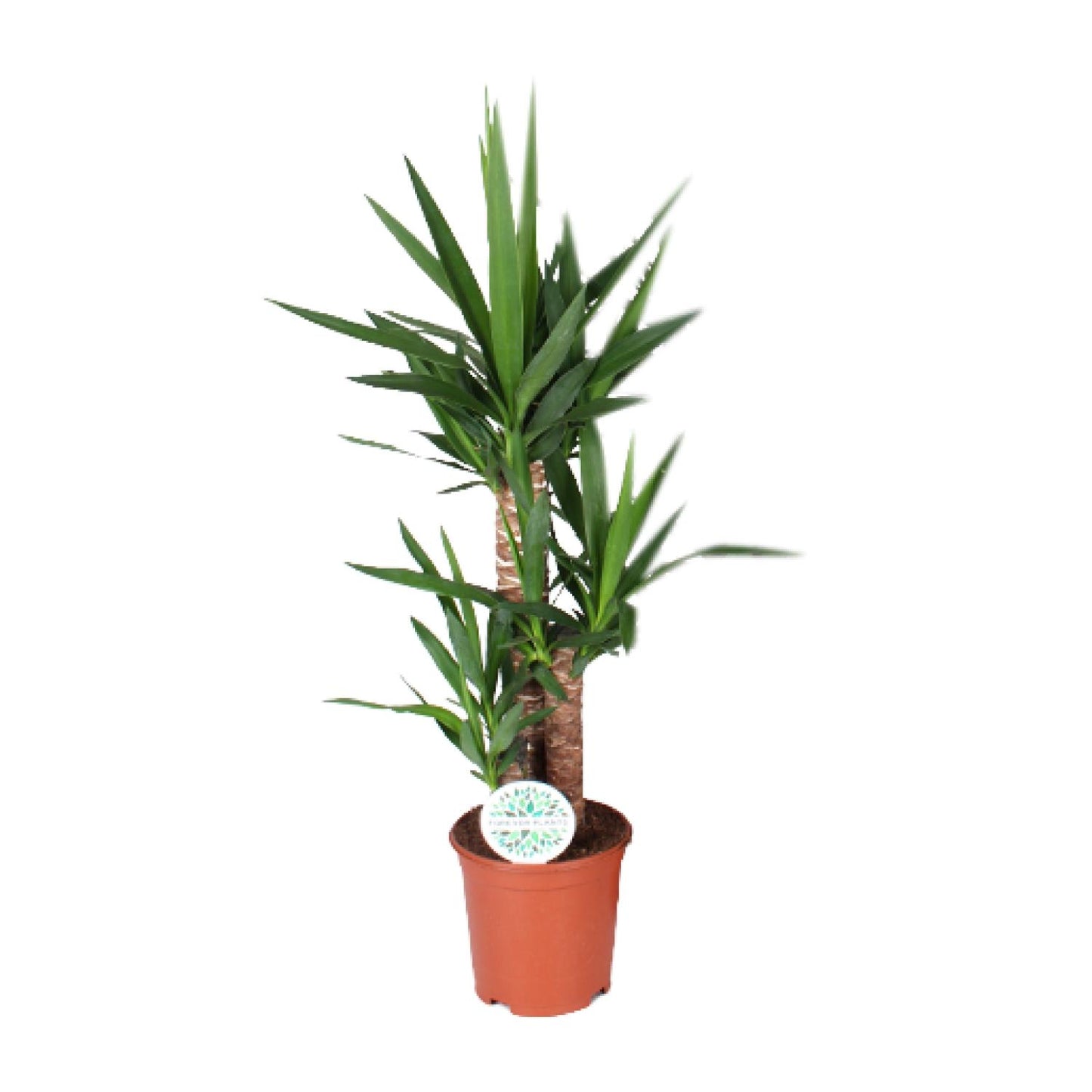 Yucca Zimmerpflanze Ø21cm, 90cm hoch – Pflegeleicht & Elegant
