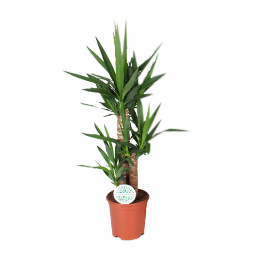 Yucca Zimmerpflanze Ø21cm, 90cm hoch – Pflegeleicht & Elegant