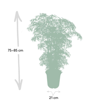 Polyscias Fruticosa (Aralia) – pflegeleichte Zimmerpflanze Ø21cm