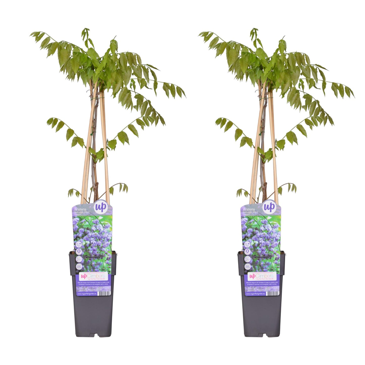 2x Wisteria floribunda 'Black Dragon' – elegante Kletterpflanze Ø15cm