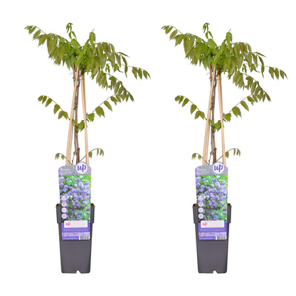 2x Wisteria floribunda 'Black Dragon' – elegante Kletterpflanze Ø15cm
