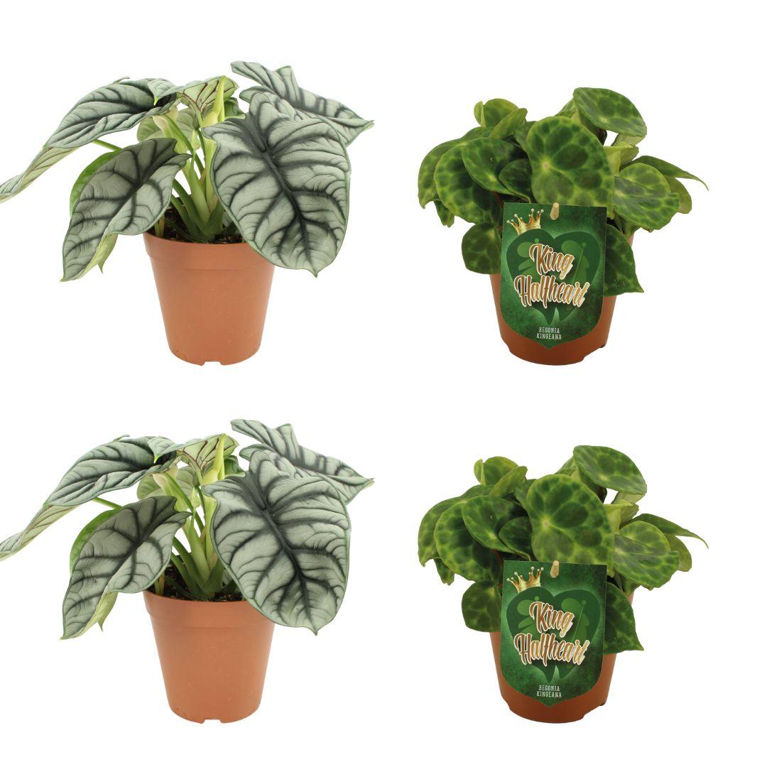 4er-Set Alocasia Silver Dragon & Begonia Kingiana Ø12cm