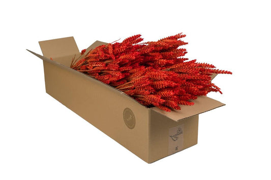 Getrocknete Blumen Tarwe (Triticum) Burnt Orange, 4 Gebüsche, 60 cm
