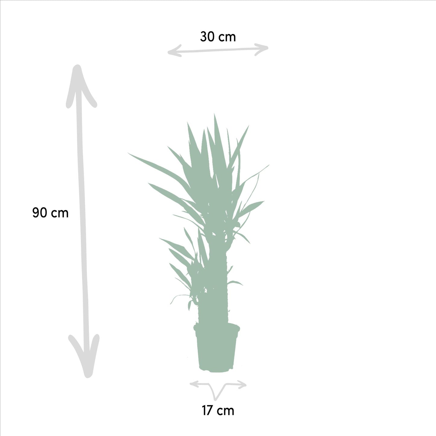 Yucca - Ø17 cm Topf - ca. 90 cm hoch