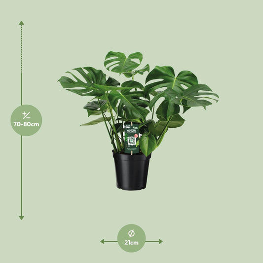 Monstera Deliciosa – Tropische Lochpflanze Ø21cm, 65cm hoch
