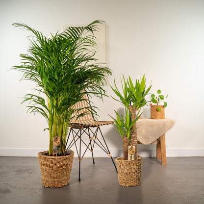 Areca-Palme & Yucca – Pflegeleichtes Zimmerpflanzen-Set