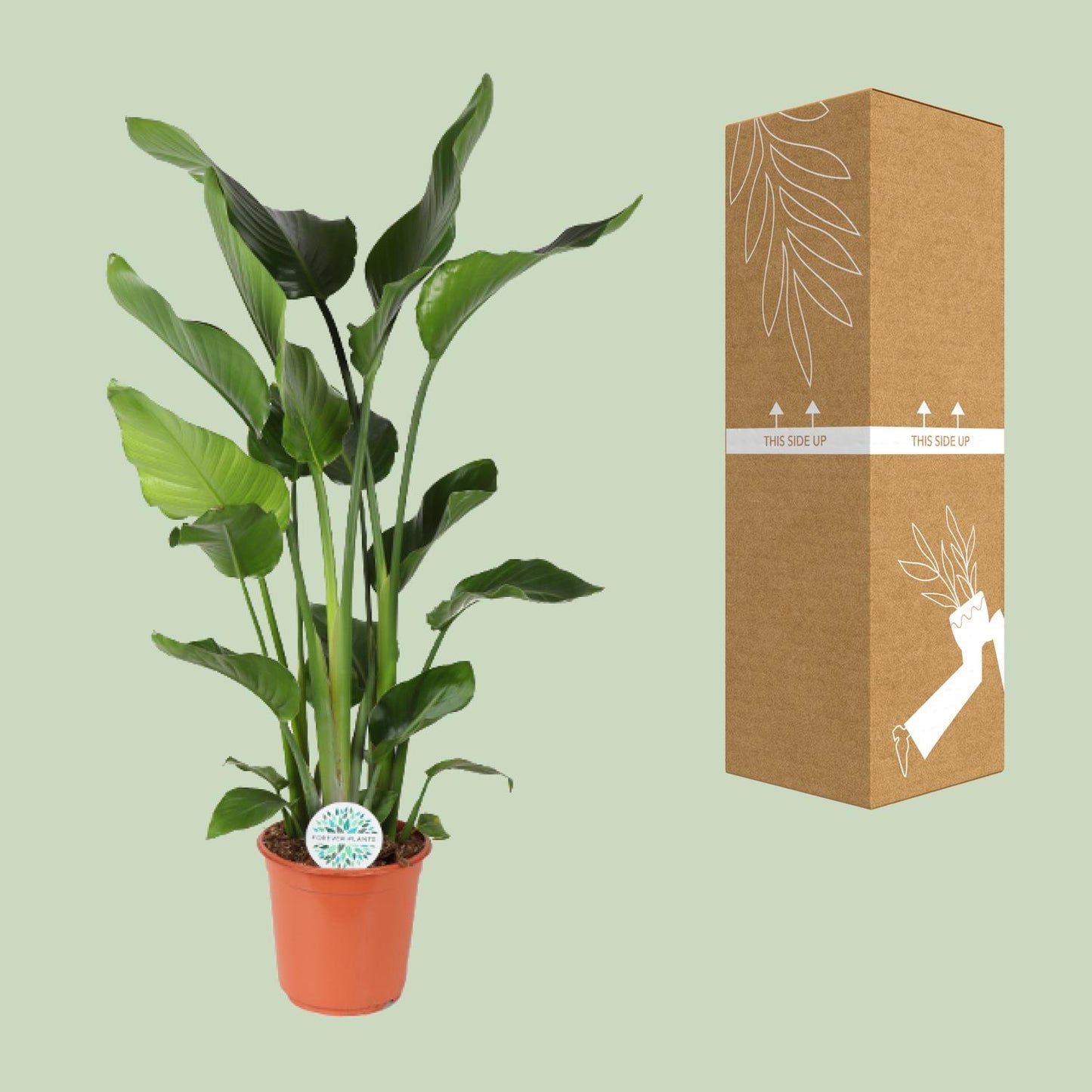 Strelitzia Nicolai – Paradiesvogelblume Ø24cm, 110cm hoch