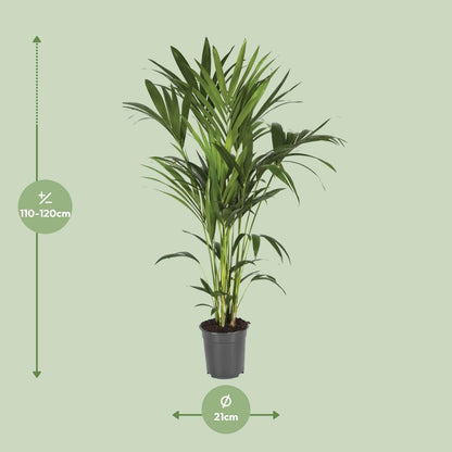 Howea Forsteriana – Kentia-Palme Ø21cm, bis 120cm hoch