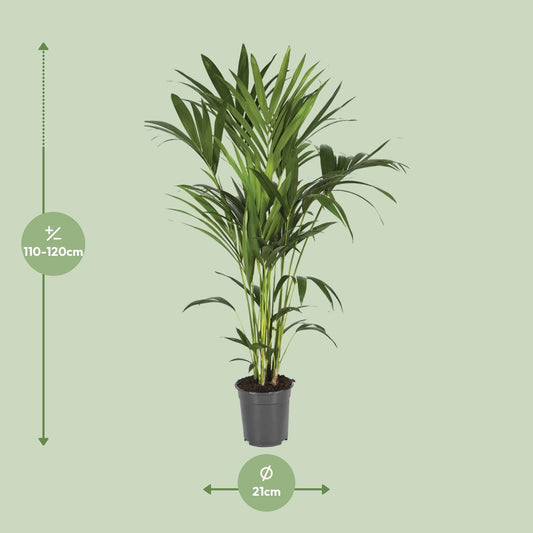 Howea Forsteriana – Kentia-Palme Ø21cm, bis 120cm hoch