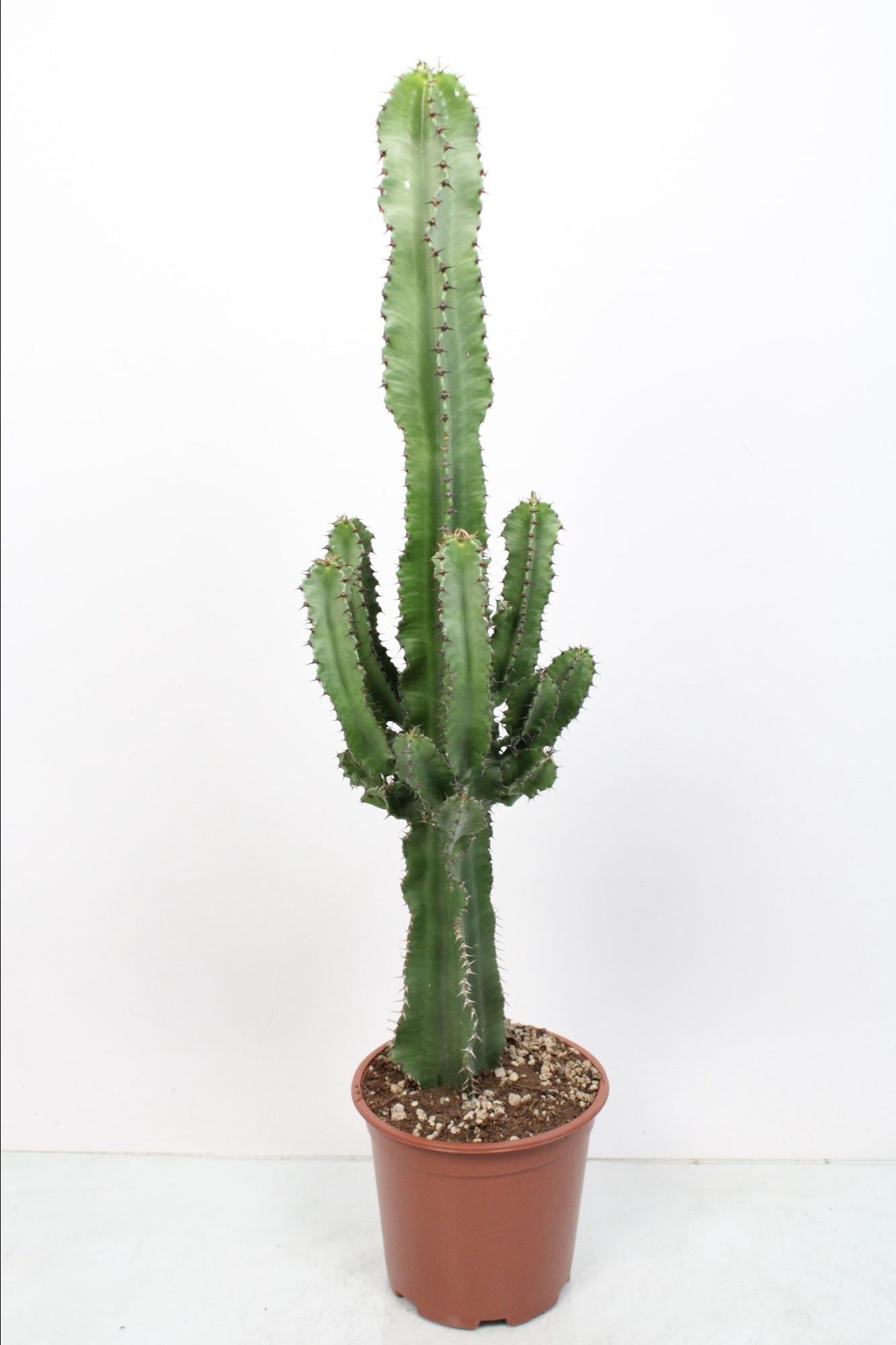 Euphorbia Eritrea – Pflegeleichte Trendpflanze Ø19cm