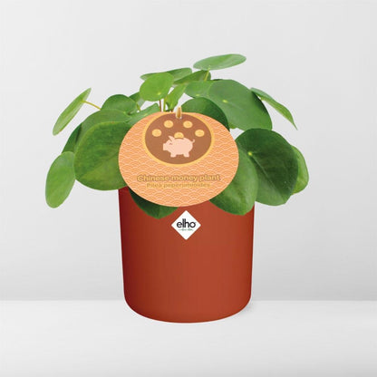 Pilea Peperomioides 12cm im ELHO b.for soft rond 14cm Topf brique