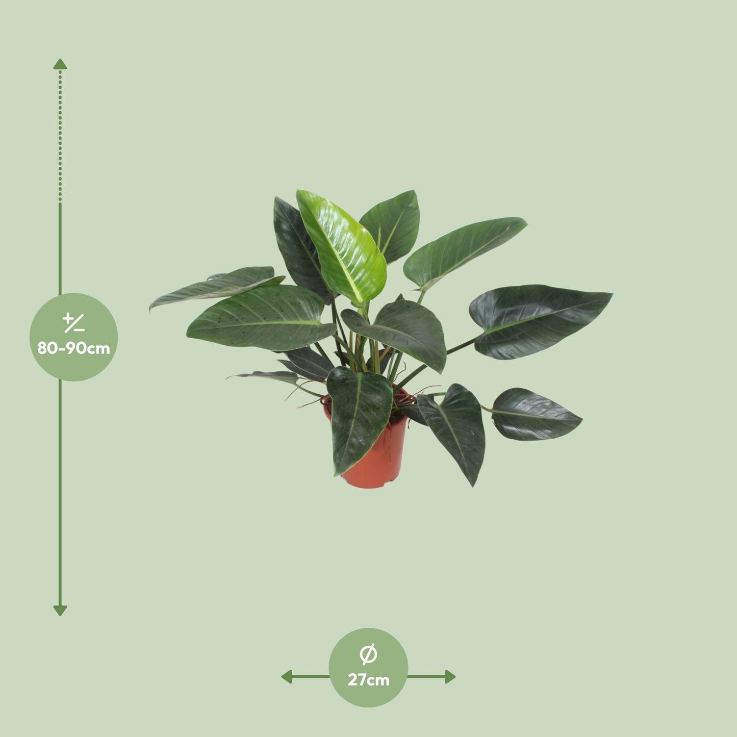 Philodendron Congo Green – Pflegeleichte tropische Zimmerpflanze