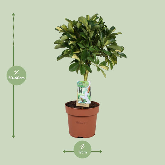 Schefflera Gold Capella – Pflegeleichte Zimmerpflanze Ø17cm