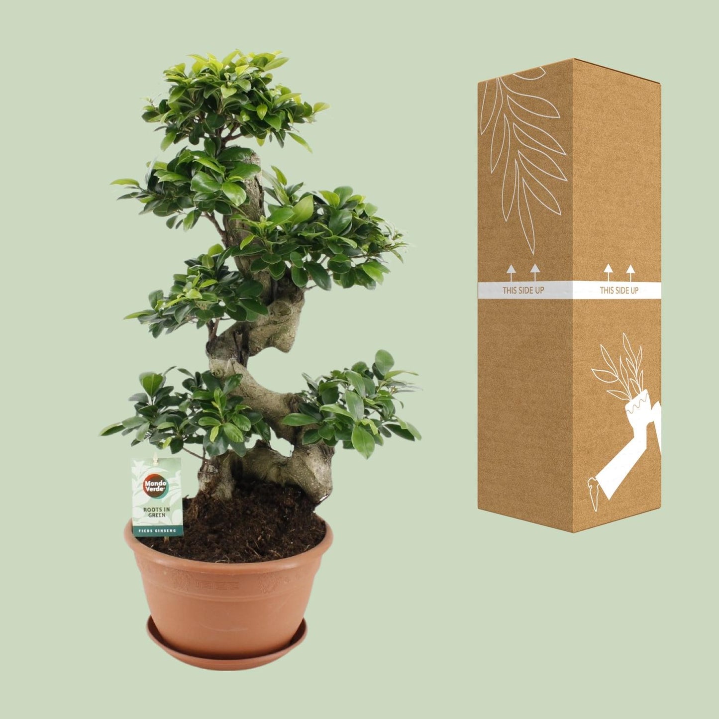 Ficus Ginseng – Pflegeleichter Zimmerbaum Ø27cm, 70cm hoch