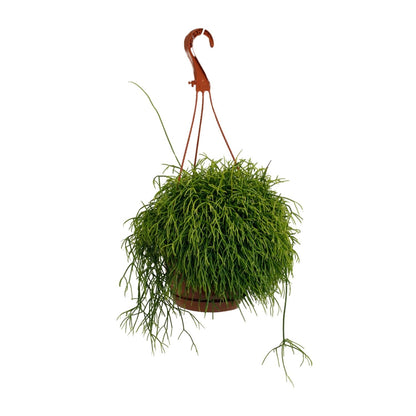 Rhipsalis Cassutha – Pflegeleichter Korallenkaktus Ø17cm