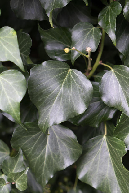 4x Hedera hibernica – Pflegeleichter Efeu Ø15cm, 65cm hoch