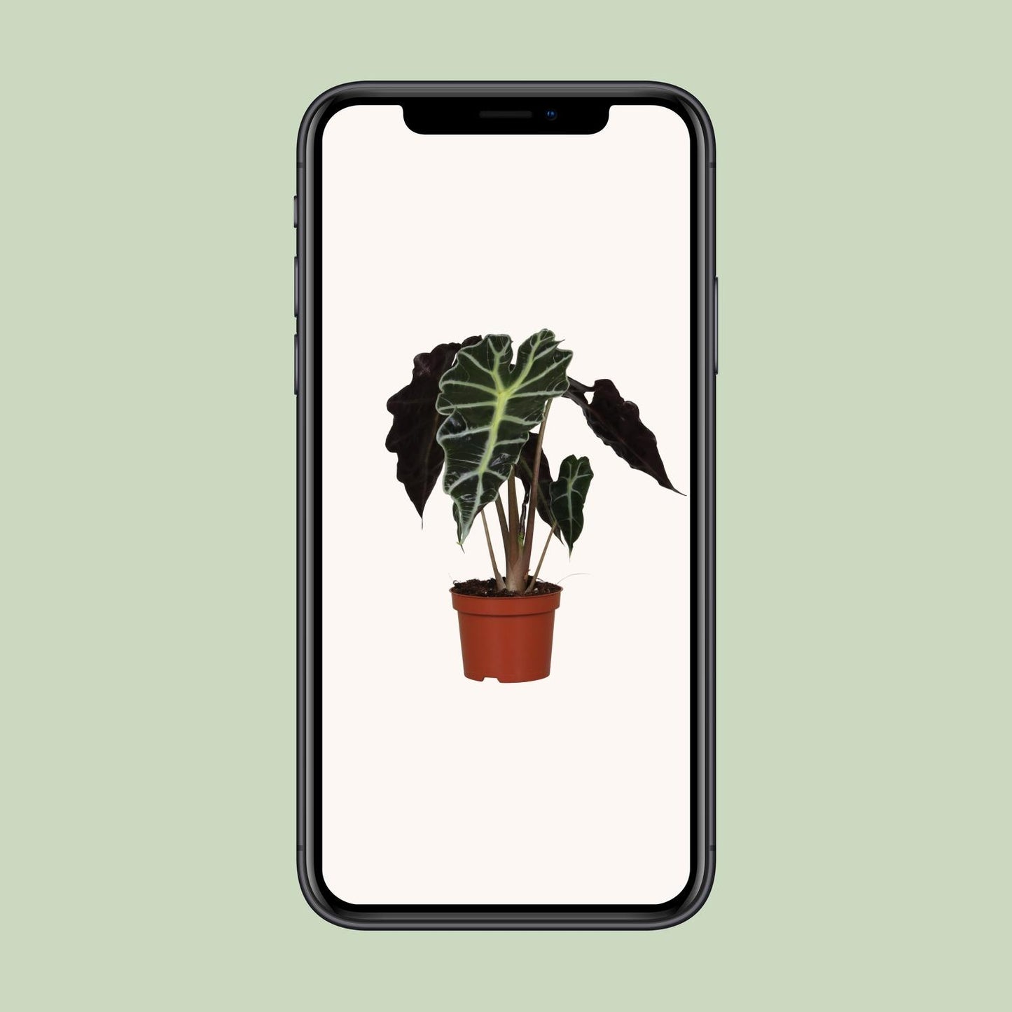 Alocasia Amazonica Polly – Elegante Zimmerpflanze Ø12cm, 30cm hoch