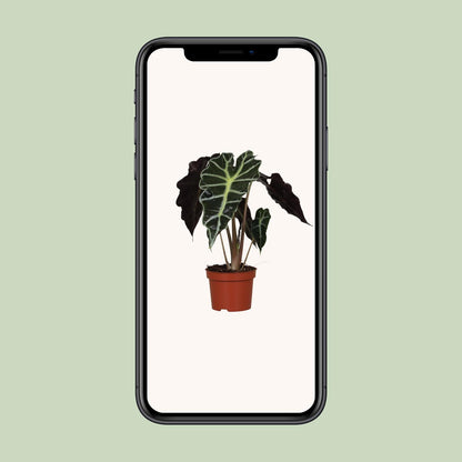 Alocasia Amazonica Polly – Elegante Zimmerpflanze Ø12cm, 30cm hoch