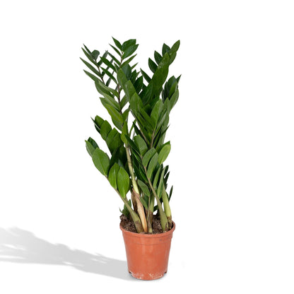 Zamioculcas Zamiifolia – Pflegeleichte grüne Zimmerpflanze Ø17cm