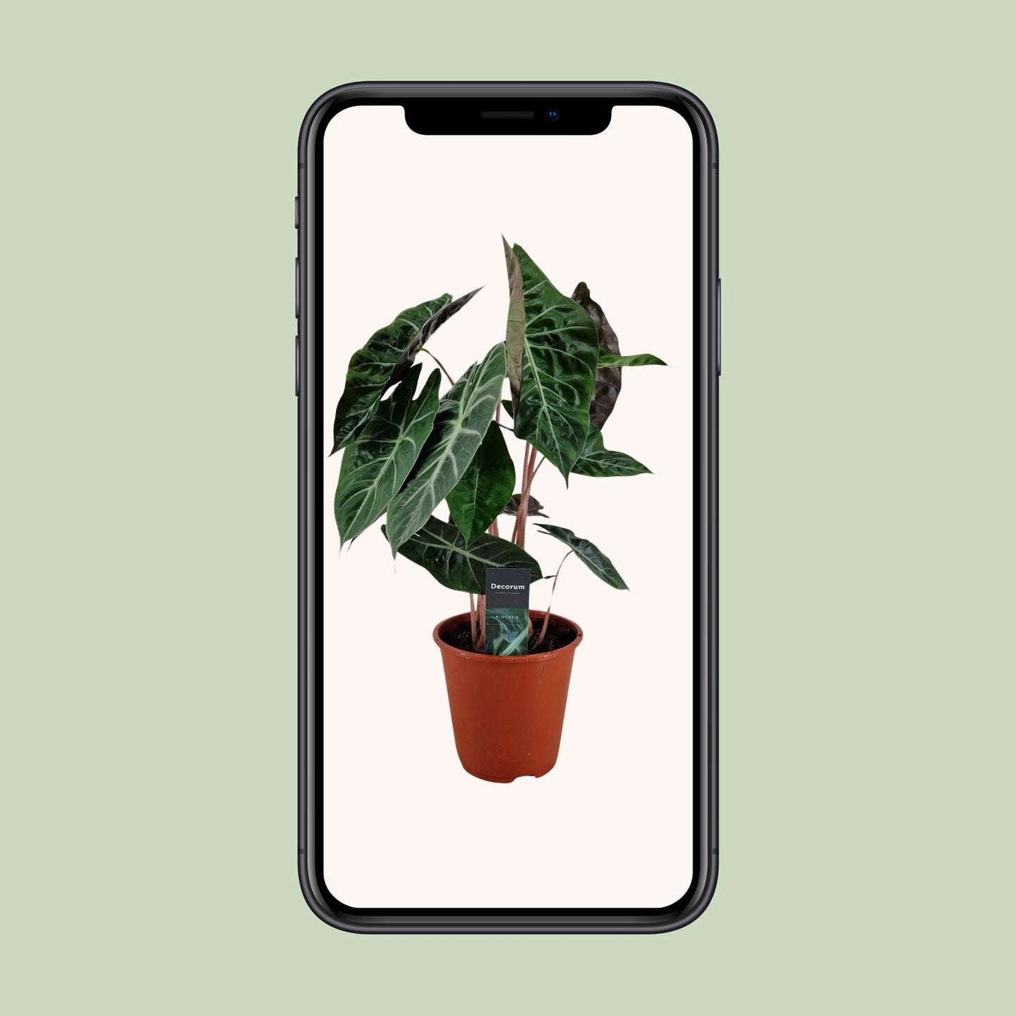 Alocasia Pink Dragon – Tropische Zimmerpflanze Ø19cm