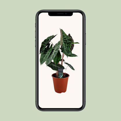 Alocasia Pink Dragon – Tropische Zimmerpflanze Ø19cm