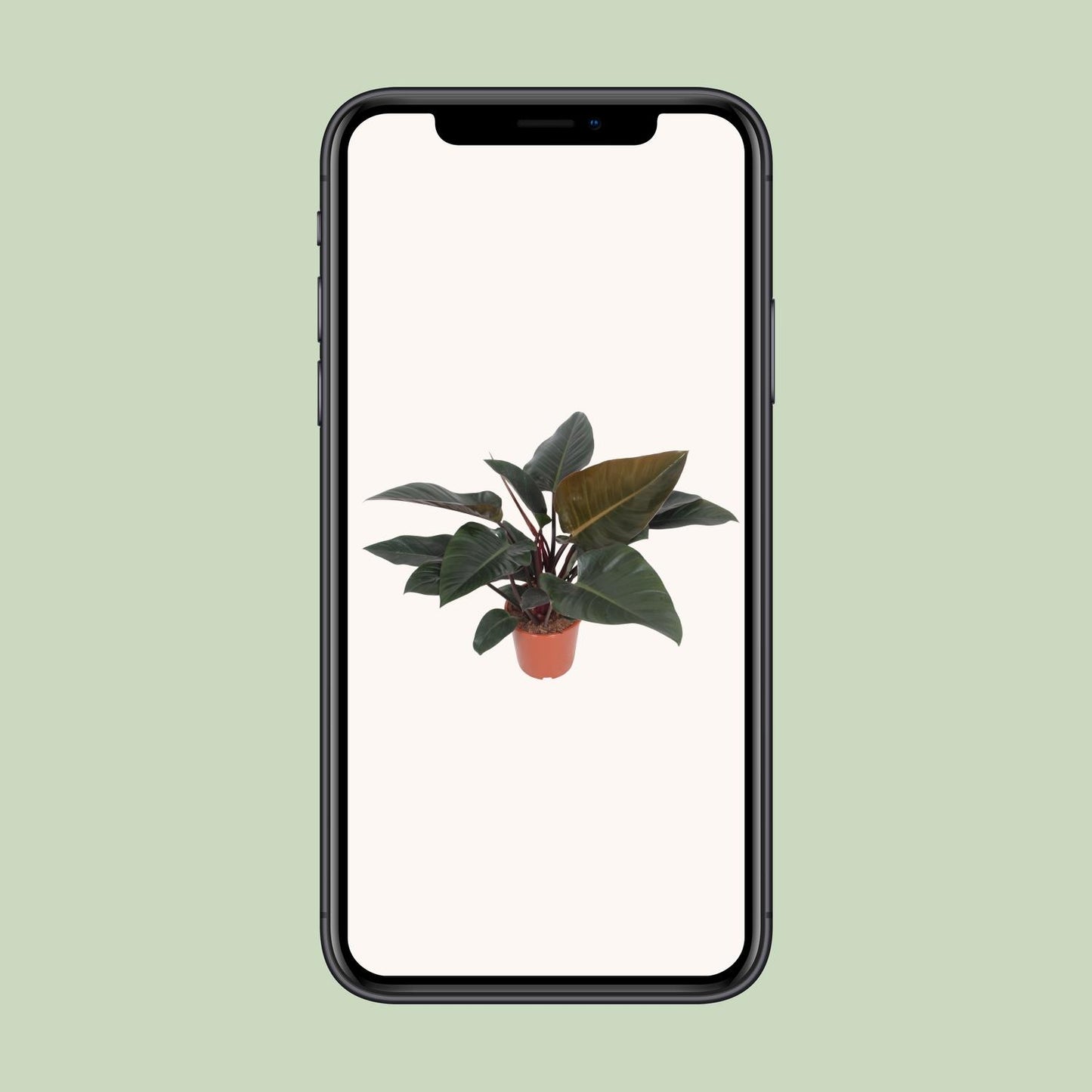 Philodendron Congo Red – Pflegeleichte Zimmerpflanze Ø27cm