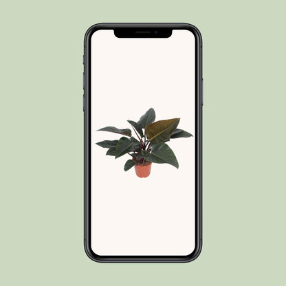 Philodendron Congo Red – Pflegeleichte Zimmerpflanze Ø27cm