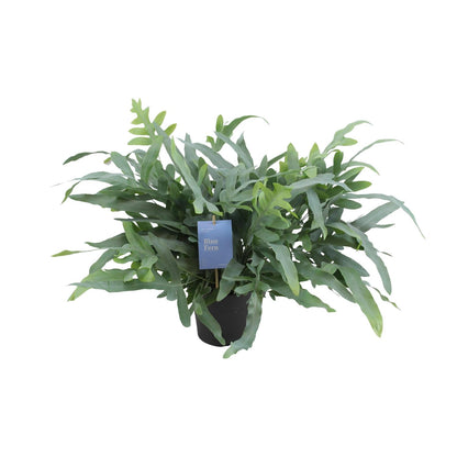 Phlebodium Aureum Blue Star – Pflegeleichter Goldfarn Ø17cm
