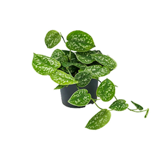 Scindapsus Pictus Argyraeus – Elegante Zimmerpflanze Ø12cm