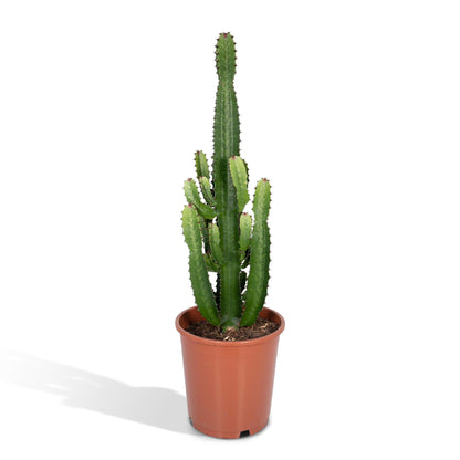 Euphorbia Acrurensis – Robuste Exotische Sukkulente Ø24cm