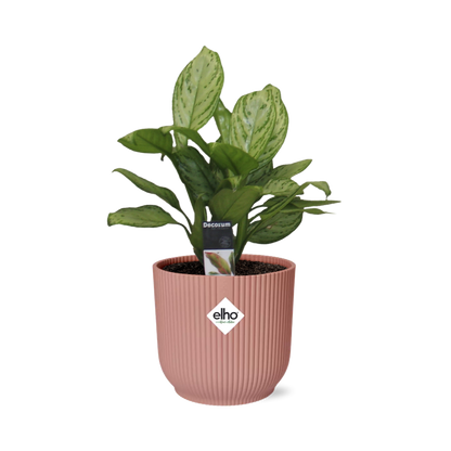 Aglaonema Christina in ELHO Vibes Fold 14cm rosa – Pflegeleichte Zimmerpflanze
