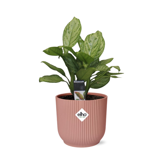 Aglaonema Christina in ELHO Vibes Fold 14cm rosa – Pflegeleichte Zimmerpflanze